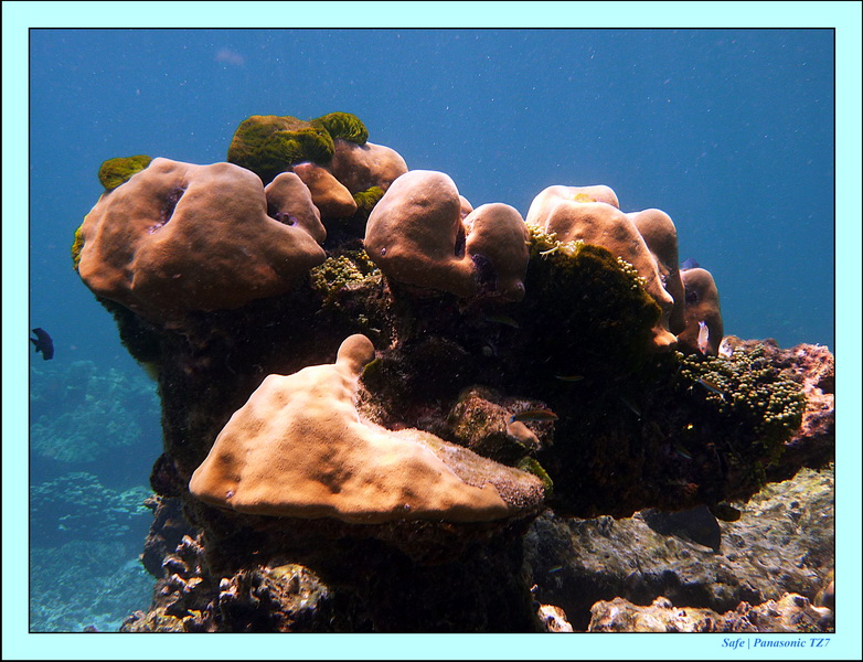 2011 - 03 - Koh Rok 34